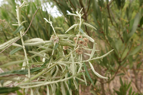 Ozothamnus ferrugineus (Tree Everlasting) (alternate view 3)