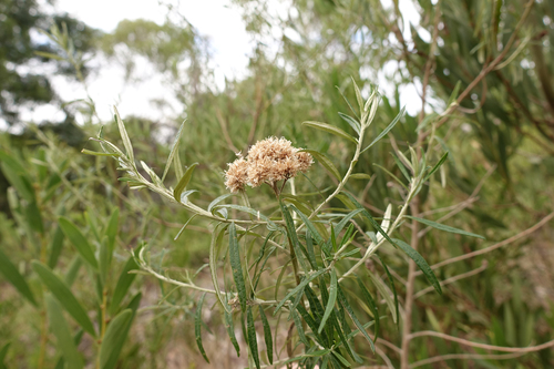 Ozothamnus ferrugineus (Tree Everlasting) (alternate view 2)