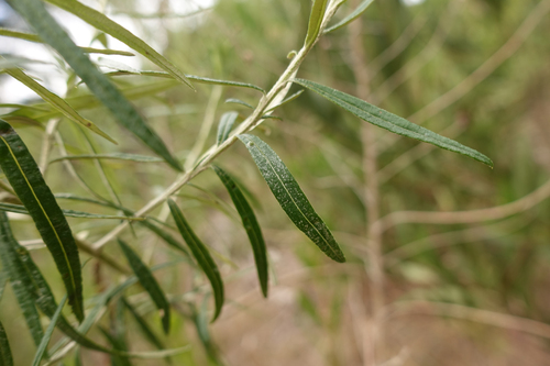 Ozothamnus ferrugineus (Tree Everlasting) (alternate view 5)