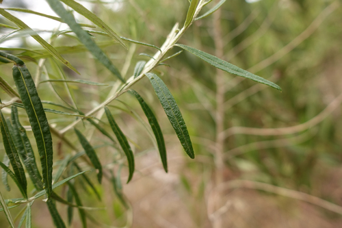 Ozothamnus ferrugineus (Tree Everlasting) (alternate view 4)