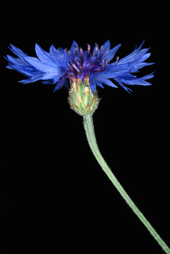 Centaurea cyanus (Cornflower)
