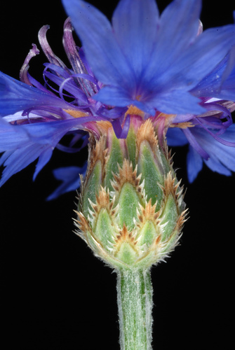 Centaurea cyanus (Cornflower)