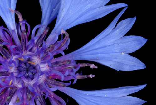 Centaurea cyanus (Cornflower)