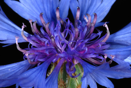Centaurea cyanus (Cornflower)
