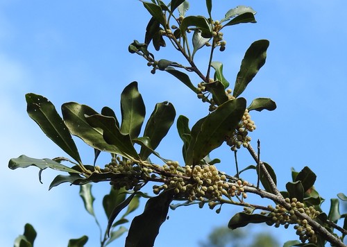 Myrsine howittiana (Brush Muttonwood) (alternate view 7)