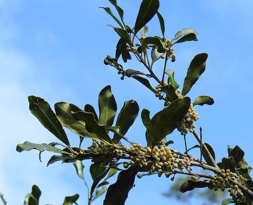 Myrsine howittiana (Brush Muttonwood) (alternate view 8)
