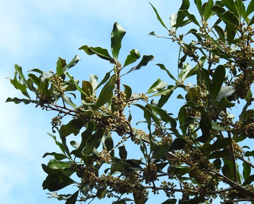 Myrsine howittiana (Brush Muttonwood) (alternate view 9)