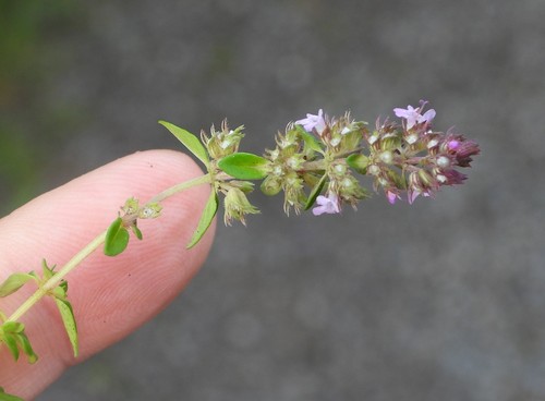 Thymus × citriodorus (Lemon Thyme) (alternate view 11)