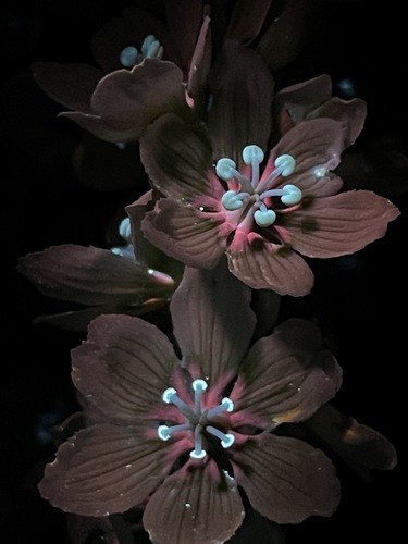 Veratrum californicum (Corn Lily) (alternate view 2)