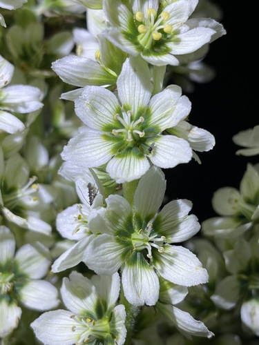 Veratrum californicum (Corn Lily) (alternate view 3)