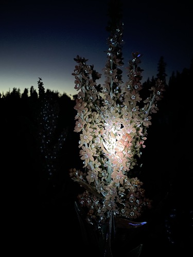 Veratrum californicum (Corn Lily) (alternate view 4)