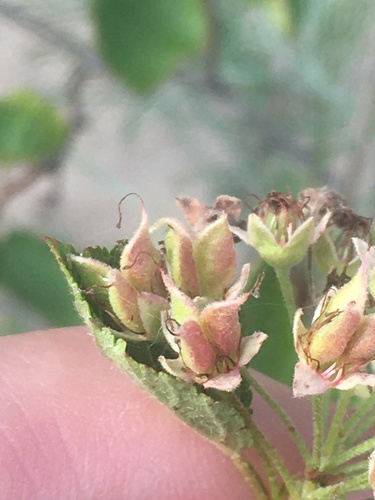 Physocarpus (ninebarks) (alternate view 8)