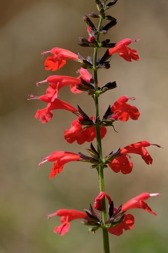 Salvia coccinea (Tropical sage) (alternate view 6)