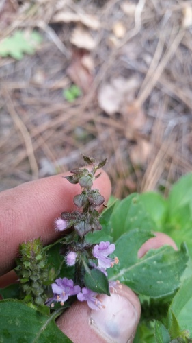 Ocimum tenuiflorum (Holy Basil) (alternate view 4)