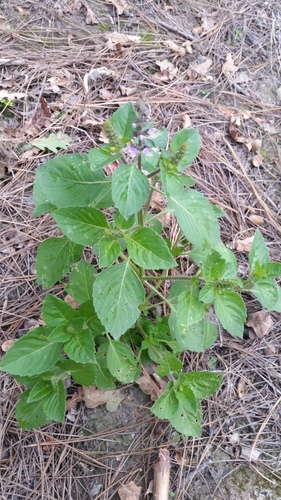Ocimum tenuiflorum (Holy Basil) (alternate view 5)
