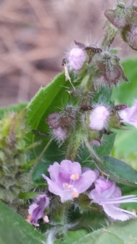 Ocimum tenuiflorum (Holy Basil) (alternate view 7)