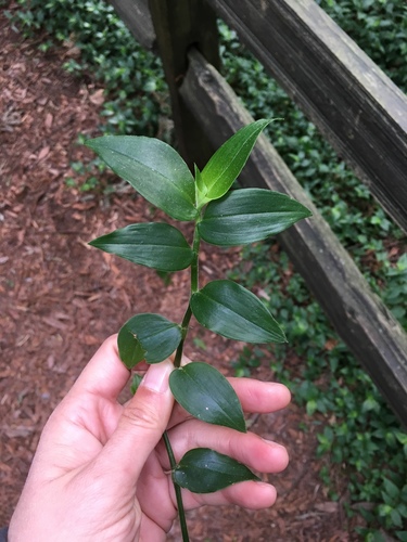 Tradescantia fluminensis (small-leaf spiderwort) (alternate view 7)
