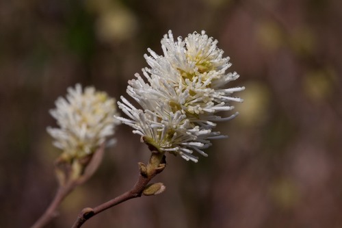 Fothergilla (witch-alders) (alternate view 5)