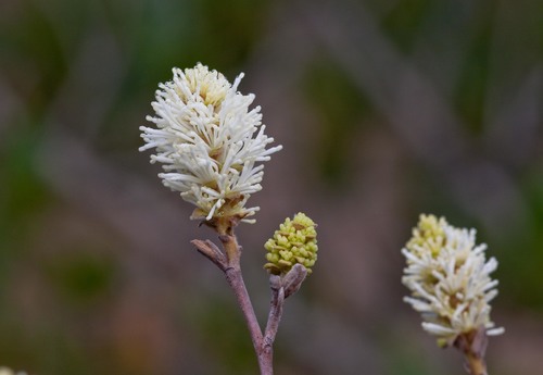 Fothergilla (witch-alders) (alternate view 6)