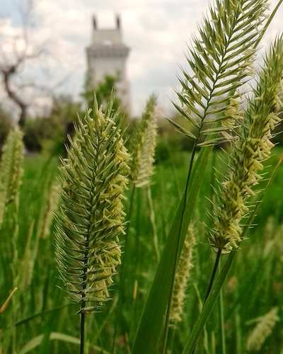 Agropyron cristatum (Crested Wheatgrass)