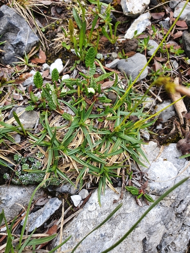 Carex firma (firm sedge) (alternate view 4)