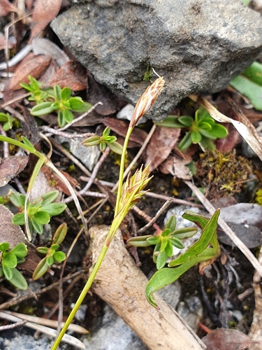 Carex firma (firm sedge) (alternate view 5)