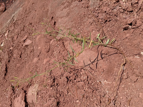 Epilobium brachycarpum (panicled willowherb)