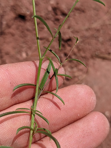 Epilobium brachycarpum (panicled willowherb) (alternate view 5)