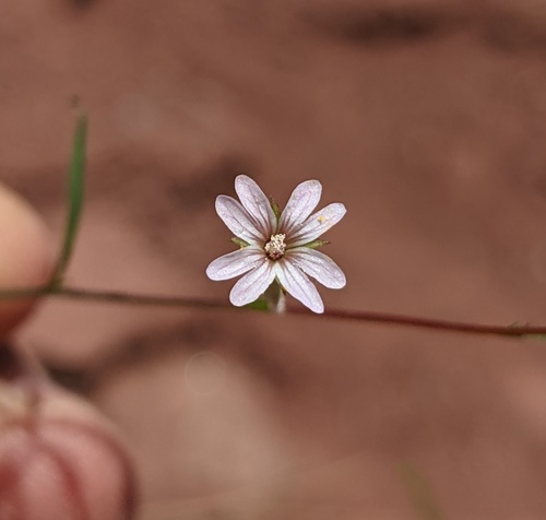 Epilobium brachycarpum (panicled willowherb) (alternate view 4)