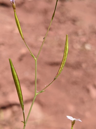Epilobium brachycarpum (panicled willowherb) (alternate view 2)