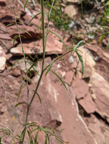 Epilobium brachycarpum (panicled willowherb) (alternate view 3)