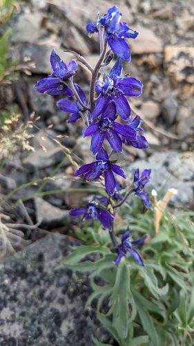 Delphinium (larkspurs) (alternate view 4)