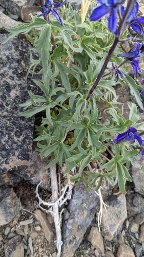 Delphinium (larkspurs) (alternate view 3)