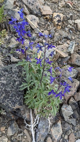Delphinium (larkspurs) (alternate view 2)