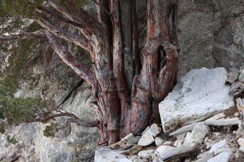 Hesperocyparis (western cypresses) (alternate view 2)