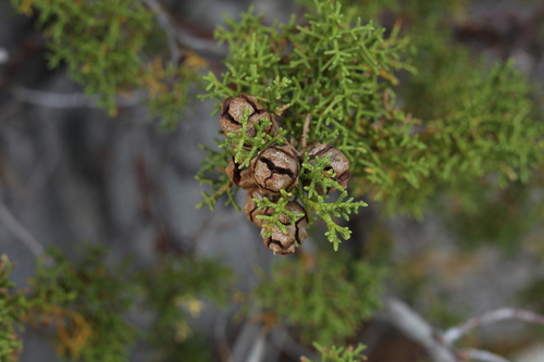 Hesperocyparis (western cypresses) (alternate view 3)