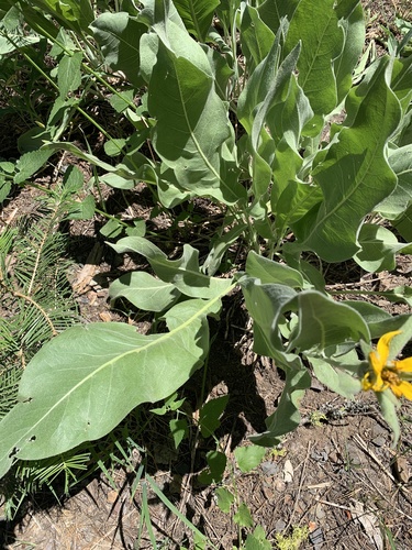 Wyethia mollis (woolly mule's ears)