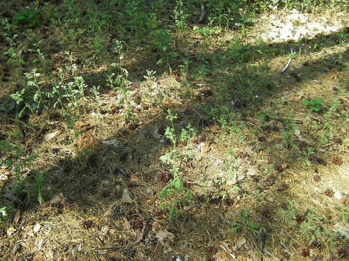 Senecio viscosus (Sticky Groundsel)