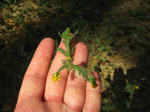 Senecio viscosus (Sticky Groundsel)