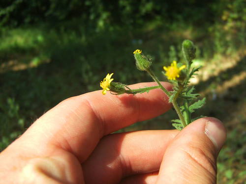 Senecio viscosus (Sticky Groundsel)