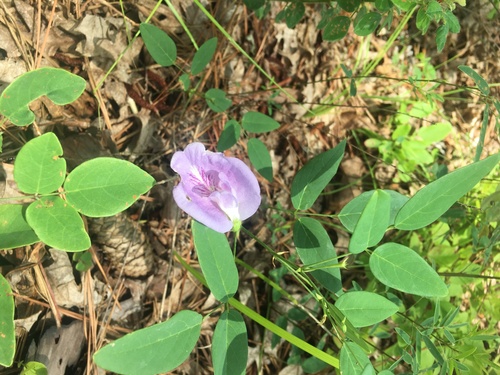 Clitoria mariana (Pigeonwings) (alternate view 4)