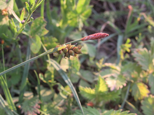 Carex panicea (grass-like sedge)