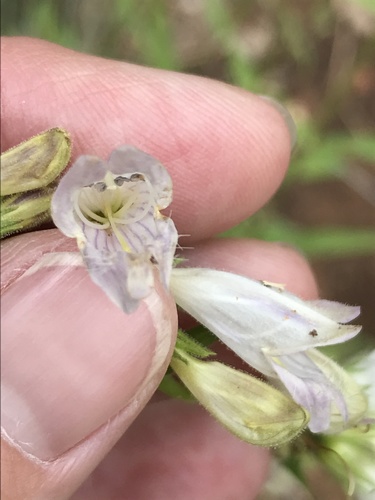 Penstemon whippleanus (Whipple's penstemon) (alternate view 4)