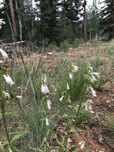 Penstemon whippleanus (Whipple's penstemon) (alternate view 5)