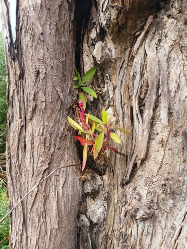 Phytolacca octandra (Inkweed)