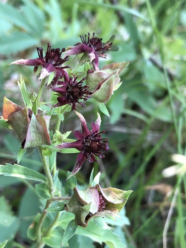 Comarum palustre (marsh cinquefoil) (alternate view 4)