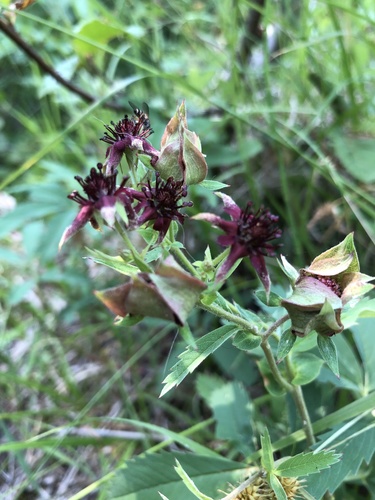 Comarum palustre (marsh cinquefoil) (alternate view 5)