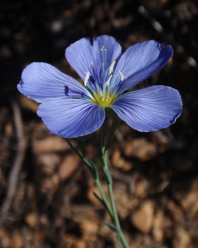 Linum lewisii (Lewis flax) (alternate view 6)