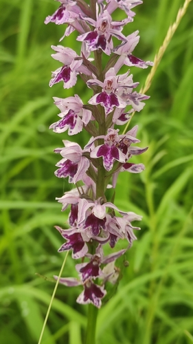 Dactylorhiza fuchsii (Common Spotted Orchid)
