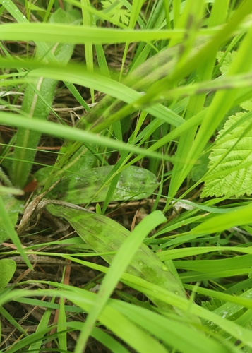 Dactylorhiza fuchsii (Common Spotted Orchid)